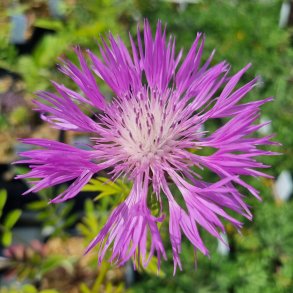 Centaurea dealbata. <br/>Knopurt