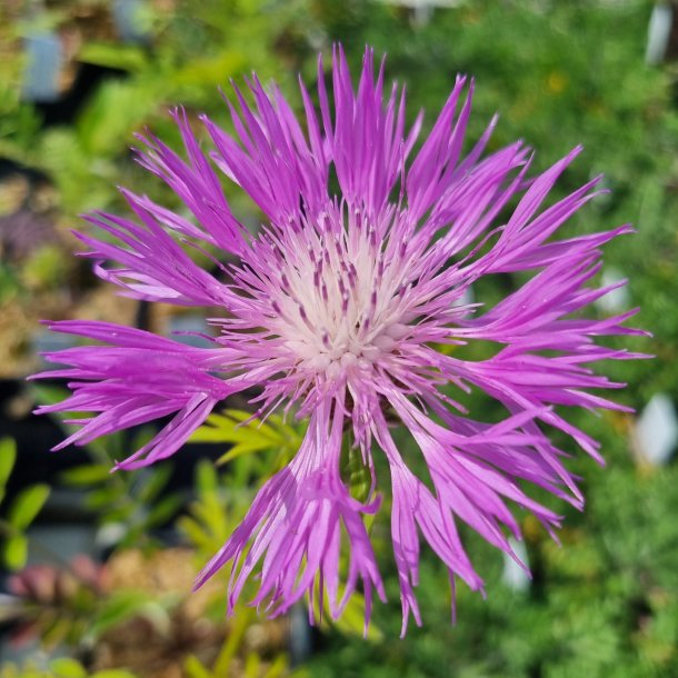 Centaurea dealbata. <br/>Knopurt