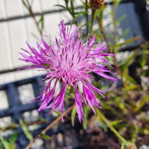 Centaurea jacea. <br/>Knopurt