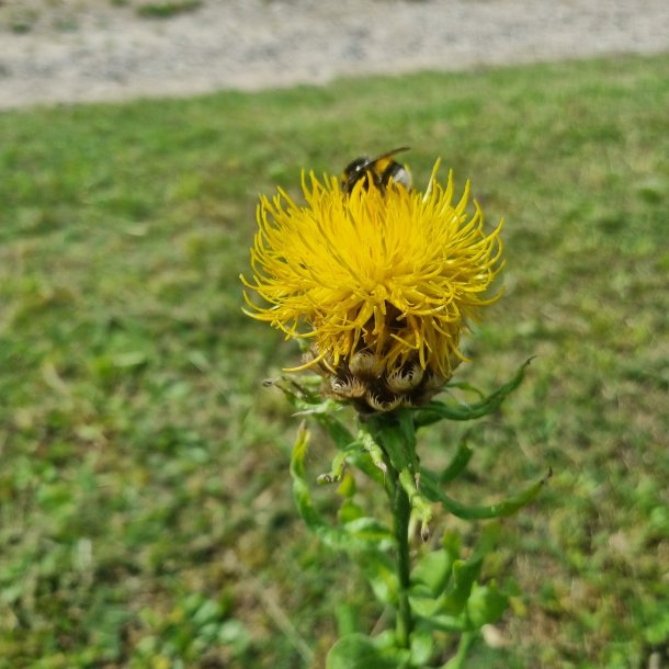 Centaurea macrocephala. <br/>Knopurt