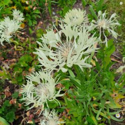 Centaurea montana 'Sulphurea'. <br/>Knopurt