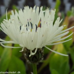 Centaurea montana 'Sulphurea'. <br/>Knopurt
