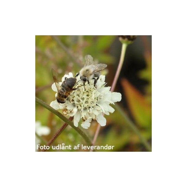 Cephalaria radiata. <br/>Sk�lhoved