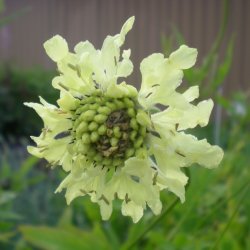 Cephalaria gigantea. <br/>Sklhoved