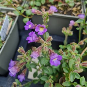 Chaenorhinum origanifolium 'Blue Dream'. <br/>Torskemund