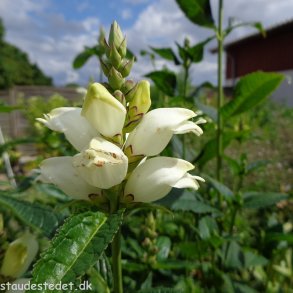 Chelone obliqua var. alba. <br/>Duehoved