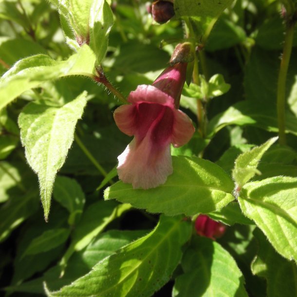 Chelonopsis moschata. <br/>Chelonopsis