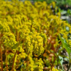 Chiastophyllum oppositifolium. <br/> Stenh�jsguldregn