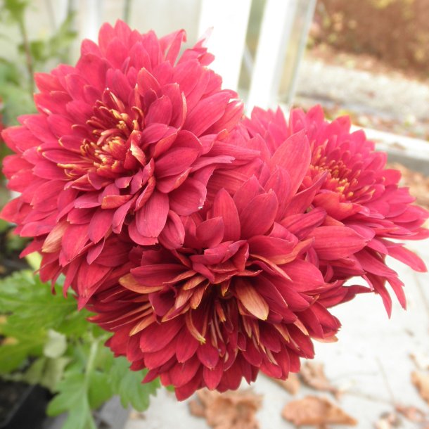 Chrysanthemum indicum 'Brennpunkt'.<br/>Vinterasters