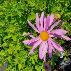 Chrysanthemum 'Clara Curtis'.<br/>Vinterasters