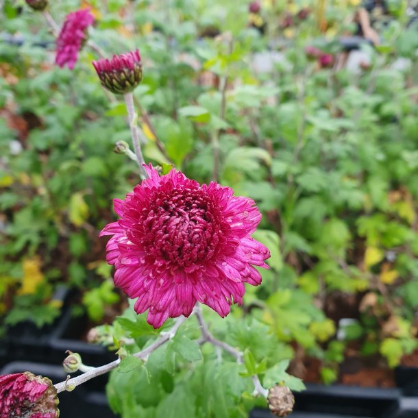 Chrysanthemum 'Feuerzauber'.<br/>Vinterasters