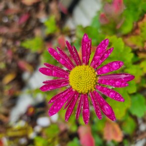 Chrysanthemum 'Mrs. Jessie Cooper'.<br/>Vinterasters
