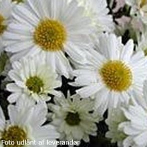 Chrysanthemum Poesie'.<br/>Vinterasters