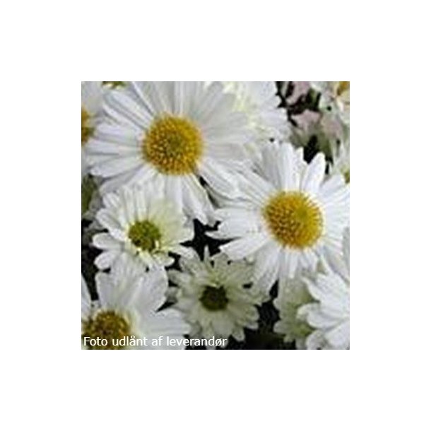 Chrysanthemum Poesie'.<br/>Vinterasters