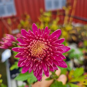 Chrysanthemum 'Schlosstaverne'.<br/>Vinterasters
