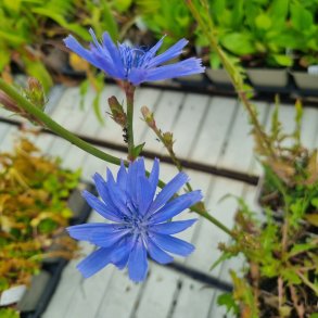 Cichorium intybus. <br/>Cikorie