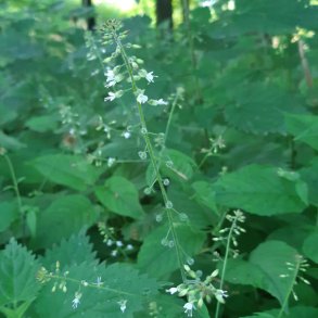 Circaea lutetiana. <br/>Dunet steffensurt