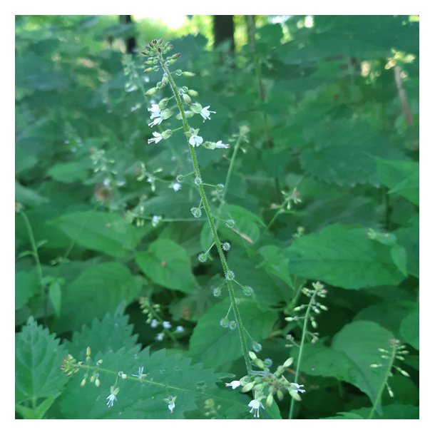 Circaea lutetiana. <br/>Dunet steffensurt