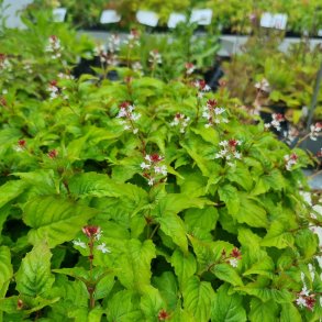 Circaea lutetiana. <br/>Dunet steffensurt