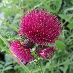 Cirsium rivulare 'Atropurpureum'. <br/>Flodtidsel