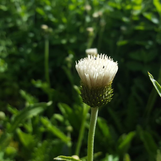 Cirsium rivularis 'Frosted Magic'.<br/>Tidsel