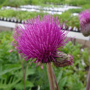 Cirsium rivulare 'Trevor's Felley Find'.<br/>Flodtidsel