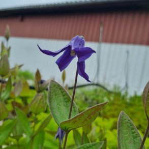 Clematis integrifolia 'Blue Ribbons'. <br/>Staudeklematis