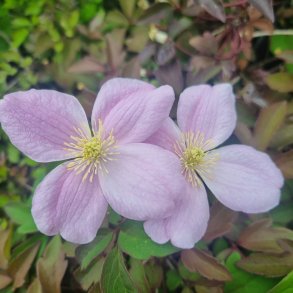 Clematis montana 'Fragrant Spring'. <br/>Klematis