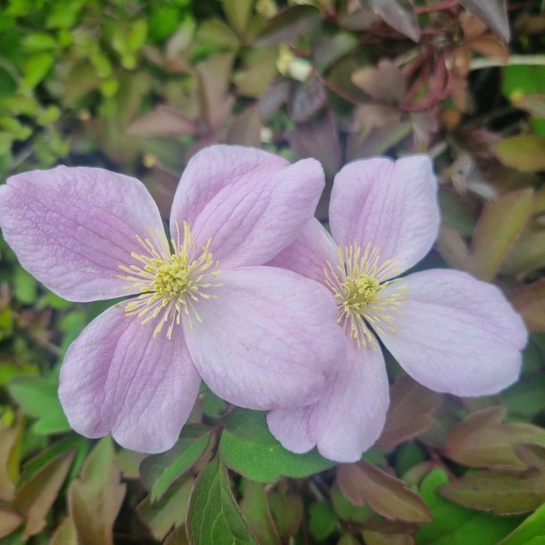 Clematis montana 'Fragrant Spring'. <br/>Klematis