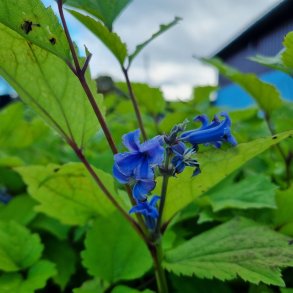 Clematis 'New Love'. <br/>Staudeklematis