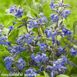 Clematis 'New Love'. <br/>Staudeklematis