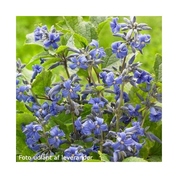 Clematis 'New Love'. <br/>Staudeklematis