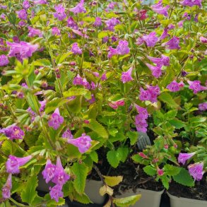 Clinopodium grandiflorum. <br/>Rosenmynte