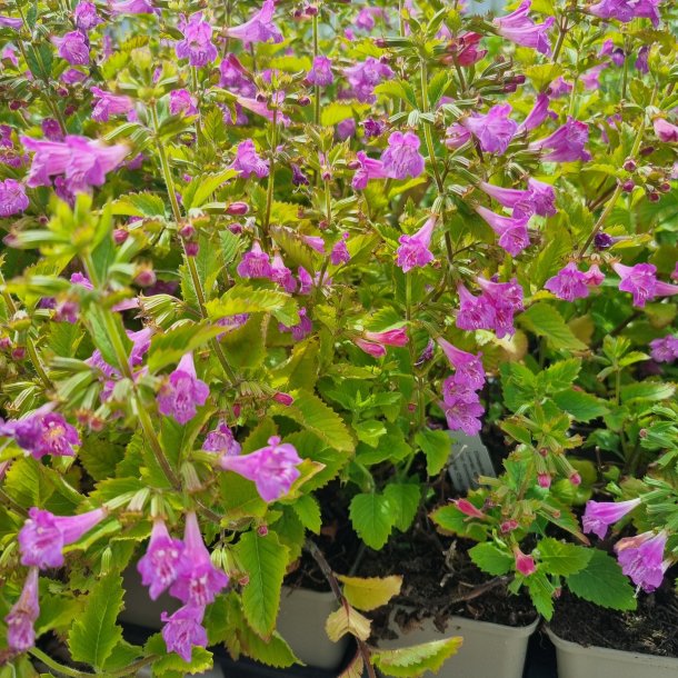 Clinopodium grandiflorum. <br/>Rosenmynte