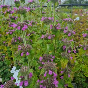 Clinopodium vulgare. <br/>Kransb�rste