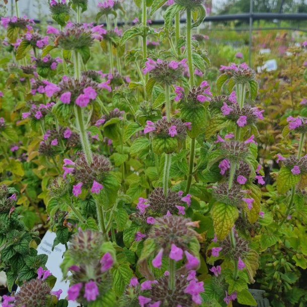 Clinopodium vulgare. <br/>Kransb�rste