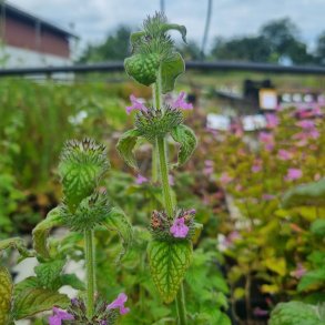 Clinopodium vulgare. <br/>Kransb�rste