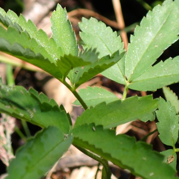 Comarum palustre. <br/>Kragefod