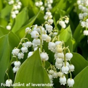 Convallaria majalis 'Fortins Giant'. <br/>Liljekonval