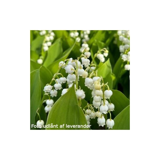 Convallaria majalis 'Fortins Giant'. <br/>Liljekonval