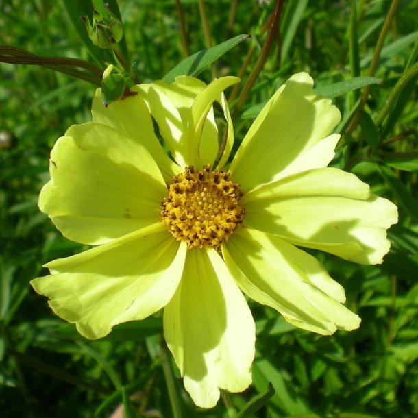 Coreopsis 'Full Moon'. <br/> Sknhedsje