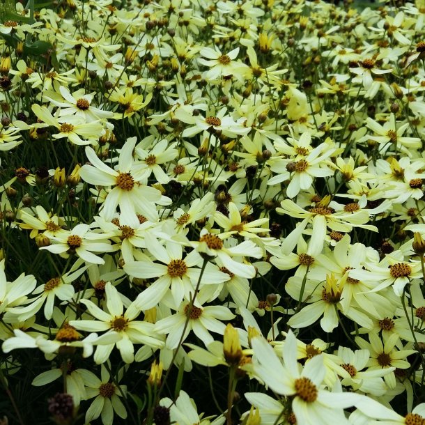 Coreopsis verticillata 'Moonbeam'. <br/>Sknhedsje