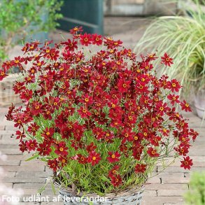 Coreopsis verticillata 'Ruby Red'. <br/>Sk�nheds�je