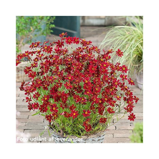 Coreopsis verticillata 'Ruby Red'. <br/>Sknhedsje