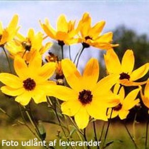 Coreopsis tripteris. <br/> Sk�nheds�je
