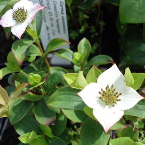 Cornus canadensis. <br/>H�nseb�r