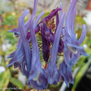 Corydalis elata. <br/>Lrkespore