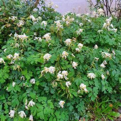 Corydalis ochroleuca. <br/>Lrkespore