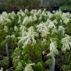 Corydalis ochroleuca. <br/>Lrkespore