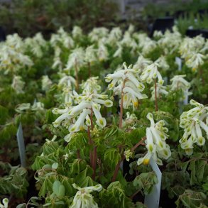 Corydalis ochroleuca. <br/>Lrkespore